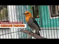 Download Lagu Bunyi KEMADE CIT KERES GACOR NGALAS ‼️ MP3 MASTERAN BURUNG CABE FULL TEMBAKAN PEDAS DURASI PANJANG