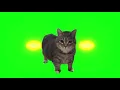 Spinning Cat remix (30 min long)