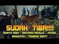 INILAH SAPI-SAPI YANG SUDAH TIBA DI LAP. GILING SUMENEP