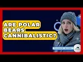 Download Lagu Are Polar Bears Cannibalistic? - Polar Regions Uncovered