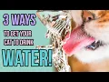 3 Ways I m Getting My Cats to Drink More Water