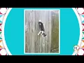 An amazing animal tale with The Houston SPCA HOUSTON LIFE KPRC 2