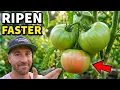 This is Why Your Tomatoes AREN T Turning Red FIX THIS