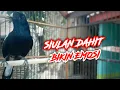 Download Lagu SIULAN KACER DAHIT MERANGSANG EMOSI PAS BUAT PANCINGAN !! PANCINGAN KACER GACOR FULL ISIAN ..