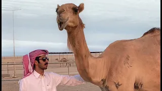 هجن صايد الرموز لا تكثر علي من المشاريه  هجن صايد الرموز لا تكثر علي من المشاريه