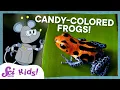 Why Are These Frogs So Colorful SciShow Kids