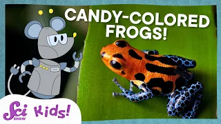 Why Are These Frogs So Colorful SciShow Kids
