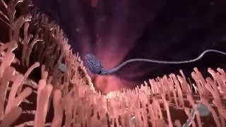How does morning after pill work - 3D animation