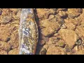 lamprey breathing water and pumping it back out through its exhaust ports