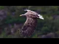 Download Lagu Het Flevo-landschap mini-docu: de zeearend