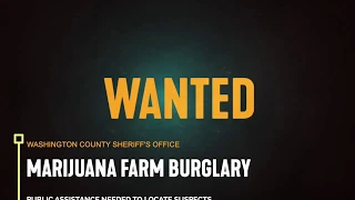 WANTED Marijuana Farm Burglary Suspects
