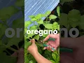 Download Lagu 🌱 5 Best Herbs to Grow Indoors – Fresh \u0026 Easy All Year! 🏡🌿  #fastgrowingplants #houseplants