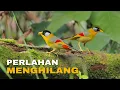 Download Lagu Jejak Perburuan Pancawarna: Mengungkap Keindahan, Ancaman, dan Harapan bagi Burung Eksotis Asia