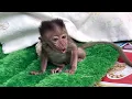 Download Lagu the sound of baby monkey Samson calling me from a distance
