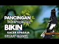 Download Lagu SUARA BURUNG KACER NGEPLONG PAGI HARI DIJAMIN BIKIN BAHAN LANGSUNG NYAUT BUNYI GACOR
