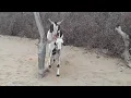 Lagu Big goat meeting in desert