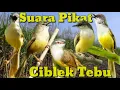 Lagu Suara Pikat Khusus CIBLEK TEBU / CIBLEK MEONG