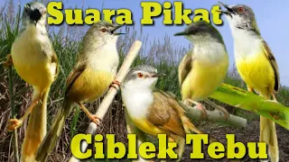 Download Suara Pikat Khusus CIBLEK TEBU / CIBLEK MEONG MP3