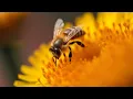 Download Lagu Ways Your Flower Choices Could Be Harming Pollinators