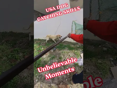 USA DOG CATCHING SKILLS #ytshorts #rescue #dog #shorts #amazing