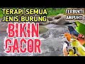 Lagu TERBUKTI AMPUH‼️ 1 Jam Terapi Burung dengan Suasana Sungai di Pagi Hari - Bikin Burung Rajin Bunyi