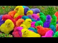 Download Lagu لبيك اللهم لبيك | تكبيرات العشر من ذي الحجة |تكبيرات يوم عرفه-تكبيرات عيد الأضحى🌷💛