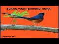 Download Lagu Suara Pikat Burung Murai Batu