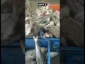 Download Lagu Ikan Manyung Terbesar! Kepala Ikan Manyung..Ikan di TPI Karangsong Indramayu #shorts #ikanlaut