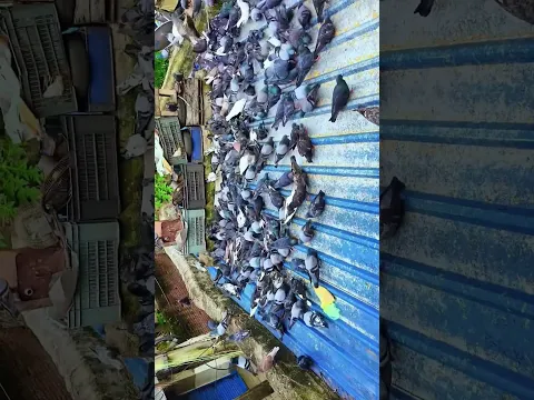 #pigeon #shorts #viralvideo #viralvideo