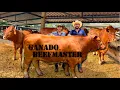 Download Lagu Rancho de Ganado BEEFMASTER el mejor negocio por su rusticidad y adaptabilidad | Caballos Frisón