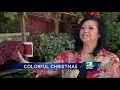 Looking for a colorful Christmas tree This Modesto farm has them