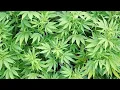 Parole check leads to discovery of large marijuana operation in Pennsylvania barn