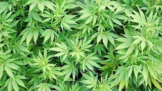 Parole check leads to discovery of large marijuana operation in Pennsylvania barn