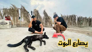 عملية انقاذ الكلب شجاع 😱