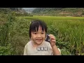 Download Lagu 收晚稻前把稻田里的水放干 准备捉鱼 年头放的鱼不知道还能捉到多少