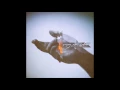 Download Lagu Gregory Alan Isakov With The Colorado Symphony - Amsterdam