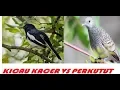 Download Lagu KICAU BURUNG KACER VS BURUNG PERKUTUT