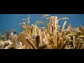 This is Florida s Coral Reef