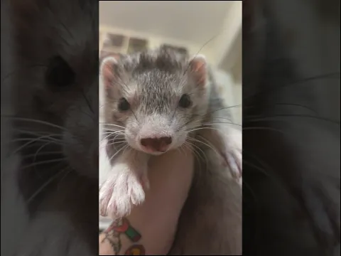 Pockets Misses His Mom