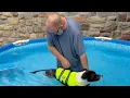 Leigh s Lost and Found Digital Extra Ozarks man goes above and beyond to help paralyzed dog