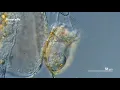 We Dipped Our Lens in Oil to See More Detail