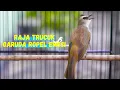 Download Lagu trucukan gacor Ropel Panjang! Setelah Dengar Suara Ini Trucuka Lain Seketika Tarung Langsung Garuda