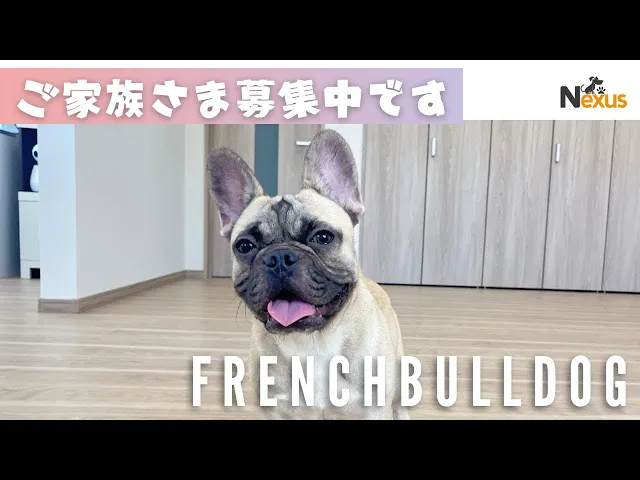 動画
