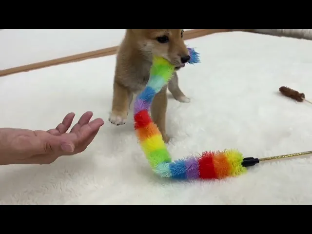 動画