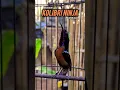 Download Lagu KOLIBRI NINJA GACOR NEMBAK BREN AK47 #shorts #short #konin