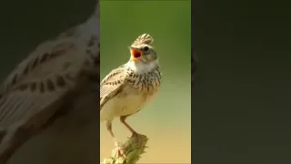 طائر المطوق 