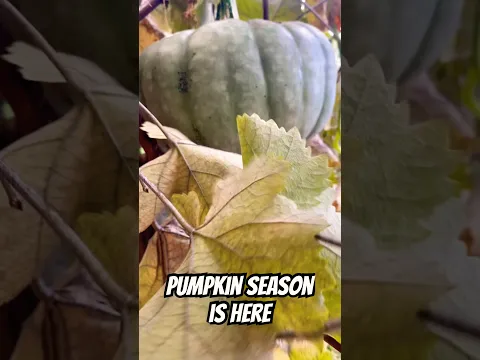 Time to cook Pumpkins🎃 #freshproduce #garden #pumpkin