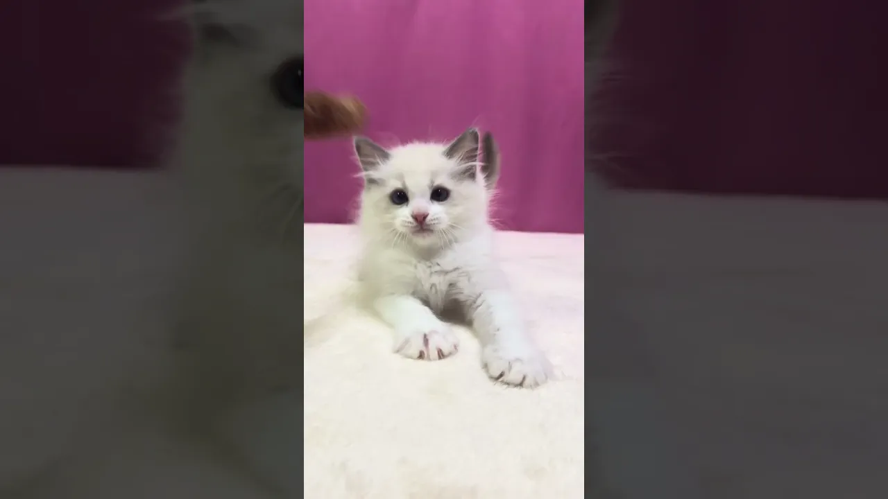 動画