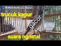 Download Lagu TRUCUK KAPUR...!!!! SUARA TRUCUK KAPUR KRISTAL BENING GACOR