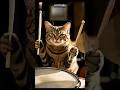 Download Lagu Seekor kucing yang sedang bermain drum #kucinglucu #drumband #binatang #penyanyi #fyp